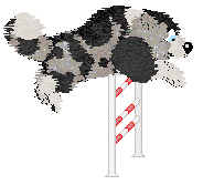 Moonvale's Piranha Club at Dalheaf — “Toto”