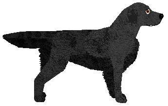 MORPHEE's Nihasa — “Roksi”