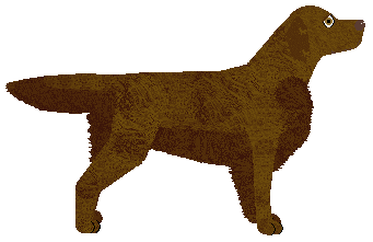 MORPHEE's Nija — “Nero”