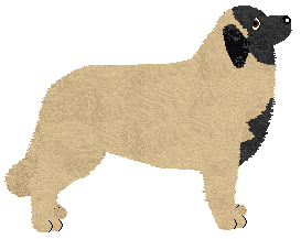 Cansas' Mountain Lion — “Gibson”