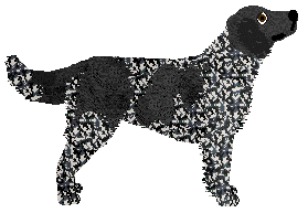 Cansas' Fabulous Falko — “Falko”