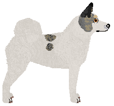 Dragosani NA SZCZYCIE — “Astra”