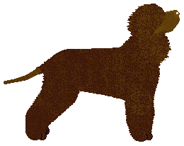 Dragosani MIŚ USZATEK — “Toudi”