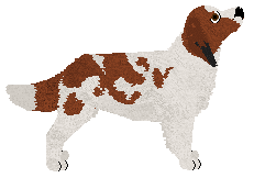 Dragosani BUKIET STOKROTEK — “Daisy”