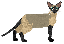 SECHE Nutka Klasyki — “Nutka”