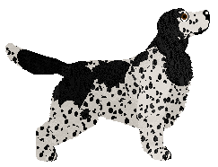 Dragosani SZKLANE PRELUDIUM — “Elan”