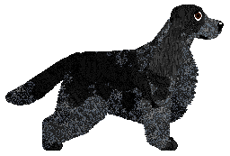 Dragosani MŁODY GNIEWNY — “Gniewko”