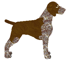 Peregrine Special Surprise — “Marlo”