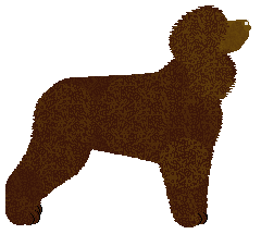 Dragosani PRIMA APRILIS JOKE — “Prima”