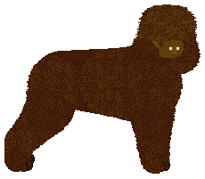 Profile image of Dragosani PRIMA APRILIS JOKE