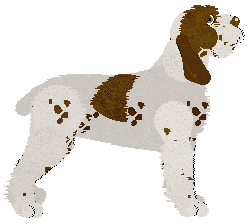 Alba Dorata z Szuwarów — “Dorota”