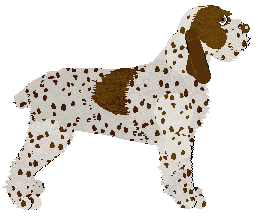 Cuore Selvaggio z Szuwarów — “Gustaw”