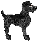 Frogbowl To The Point — “Benno”