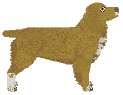 Dragosani THE ELVEN COMB — “Shiro”