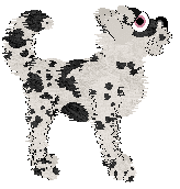 Poppyhill's Kallos Selene — “Callie”