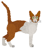 Raposa Lickety Split — “Fraser”