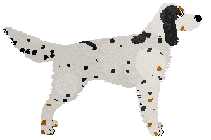 Ancunin Stars Are Out Tonight — “Evelyn”