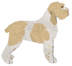 Dragosani Crema Dolce — “Doci”