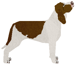 Dragosani GRZYBKI HALUCYNKI — “Trufla”