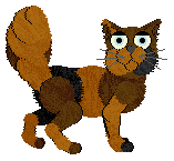 Profile image of Chachke's Candied Oranges