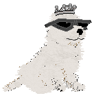 Profile image of SeaGlass's Annoying Palindrome