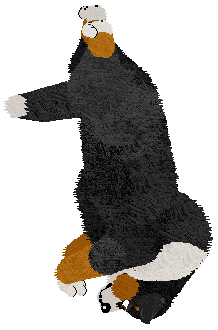 All That Jazz at Tricolor Dream — “Jazz”