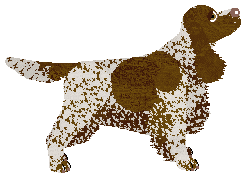 Energizing Seeking Dreams — “Bąbel”