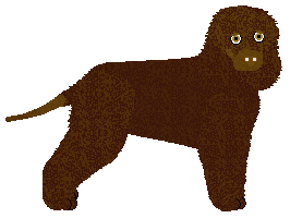 Profile image of Converse KINDA BUSY