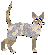Conformation Champion: Rumpleteazer Tiki Calypso