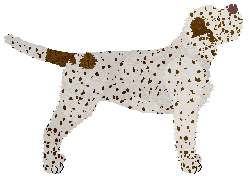 Uplands Wirehaired and Wired — “Whiskers”