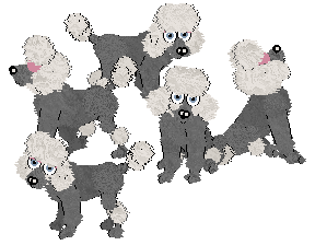 Profile image of Winter's Itsy Bitsy Poodle