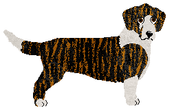 Conformation Champion: Dragosani Balkan Spirit