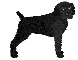 Conformation Champion: Daisybrook's Lord of Storms z Szuwarów
